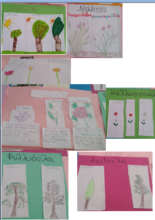 κατηγορίες φυτών2