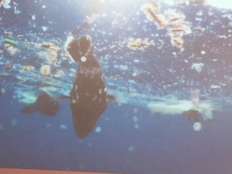 Sensibilização ESL